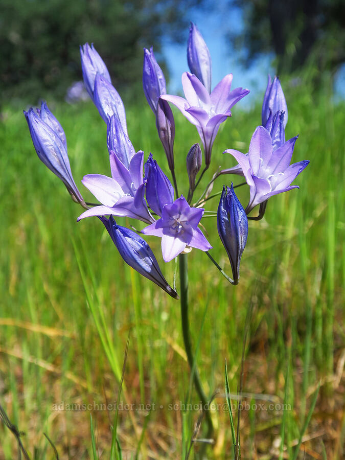 Ithuriel's spear (Triteleia laxa (Brodiaea laxa)) [Sacramento River Bend Outstanding Natural Area, Tehama County, California]