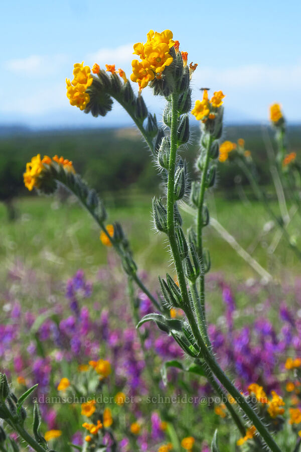 fiddleneck (Amsinckia intermedia (Amsinckia menziesii var. intermedia)) [Sacramento River Bend Outstanding Natural Area, Tehama County, California]