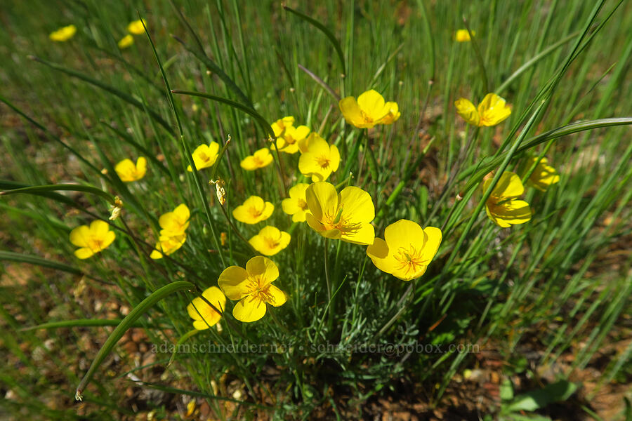 frying-pan poppies (Eschscholzia lobbii) [Sacramento River Bend Outstanding Natural Area, Tehama County, California]