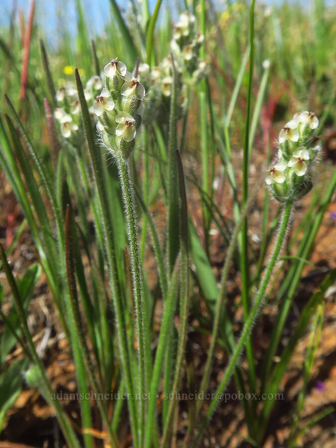dot-seed plantain (Plantago erecta) [Sacramento River Bend Outstanding Natural Area, Tehama County, California]