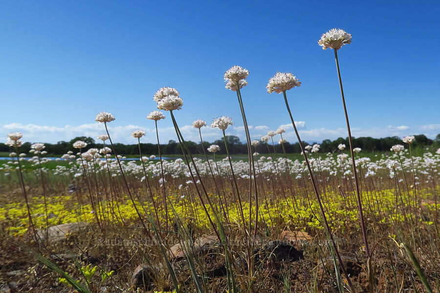 narrow-leaved onions (Allium amplectens) [Sacramento River Bend Outstanding Natural Area, Tehama County, California]