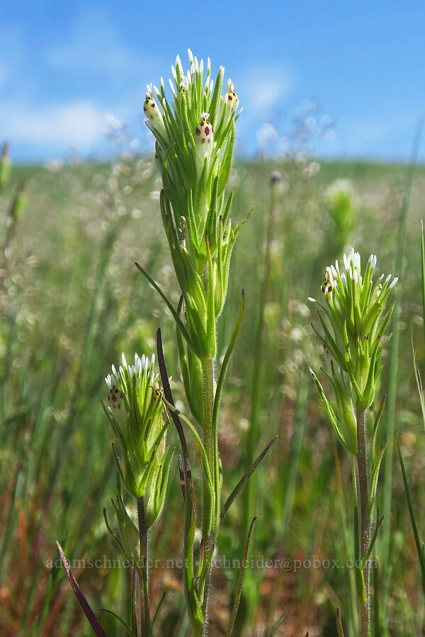 narrow-leaf paintbrush (valley tassels) (Castilleja attenuata (Orthocarpus attenuatus)) [Sacramento River Bend Outstanding Natural Area, Tehama County, California]