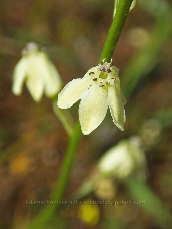 Hartweg's doll's-lily (Odontostomum hartwegii) [Sacramento River Bend Outstanding Natural Area, Tehama County, California]