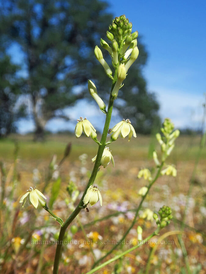 Hartweg's doll's-lily (Odontostomum hartwegii) [Sacramento River Bend Outstanding Natural Area, Tehama County, California]