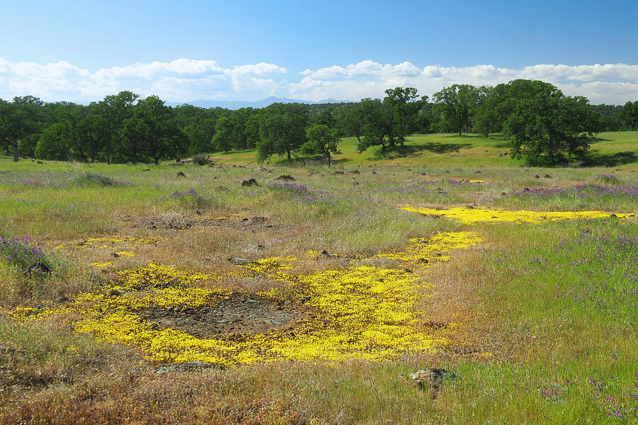 huge patch of Sierra mock stonecrop [polarized] (Sedella pumila (Parvisedum pumilum)) [Sacramento River Bend Outstanding Natural Area, Tehama County, California]