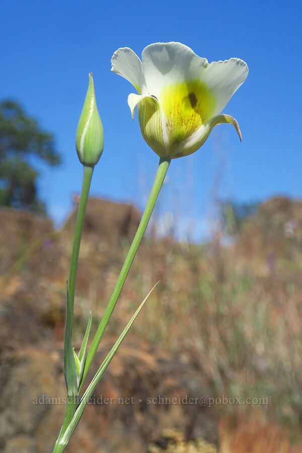 superb mariposa lily (Calochortus superbus) [Sacramento River Bend Outstanding Natural Area, Tehama County, California]