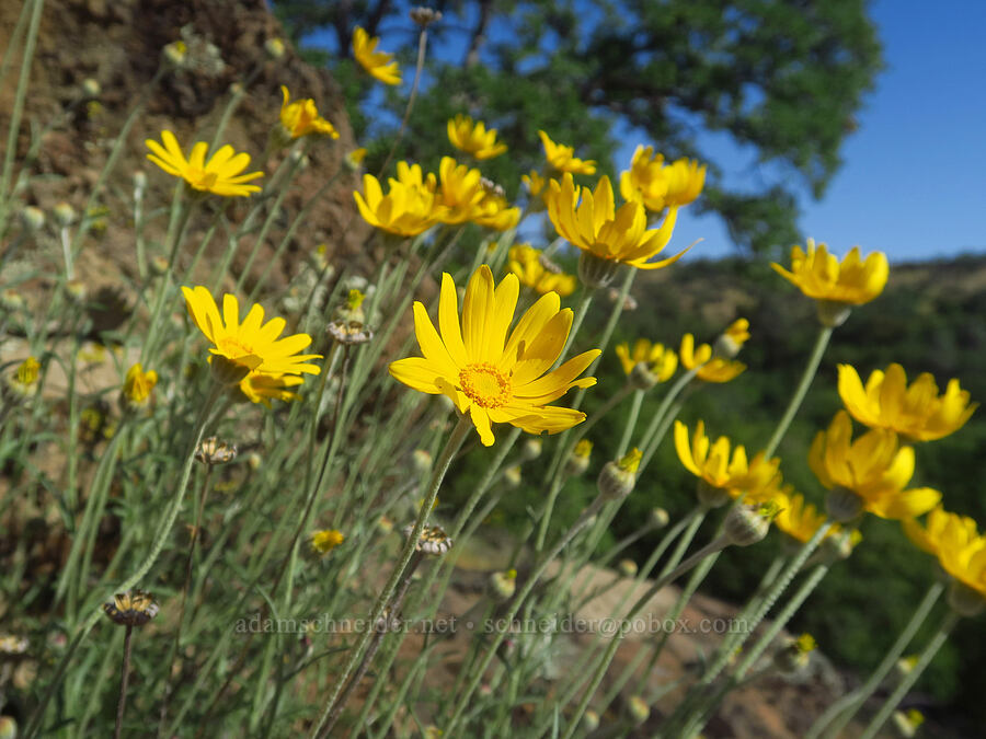 large-flowered woolly sunflower (Eriophyllum lanatum var. grandiflorum) [Sacramento River Bend Outstanding Natural Area, Tehama County, California]