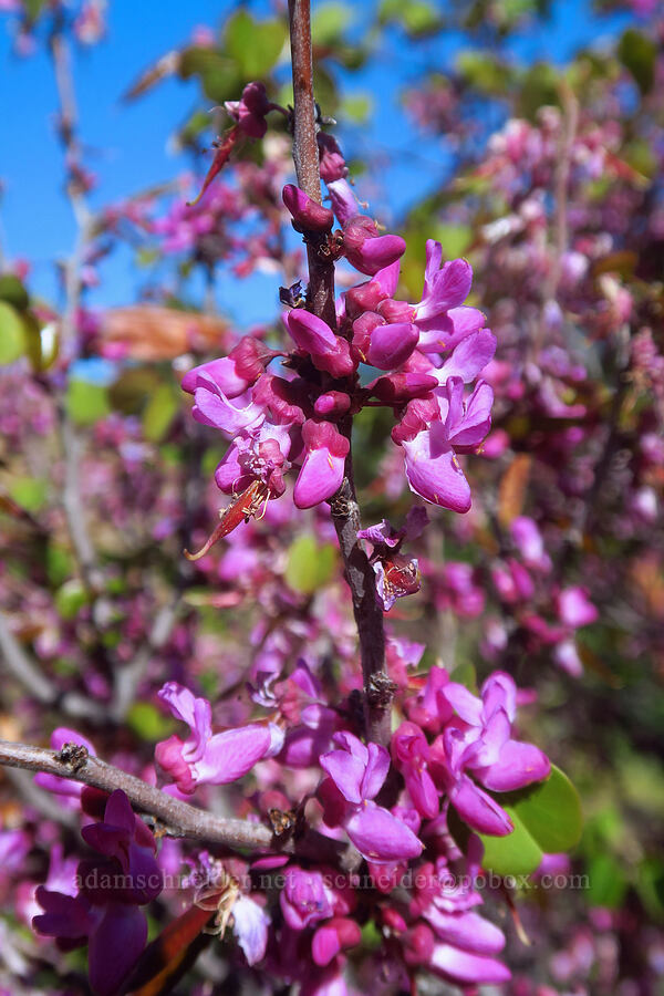 western redbud (Cercis occidentalis) [Sacramento River Bend Outstanding Natural Area, Tehama County, California]