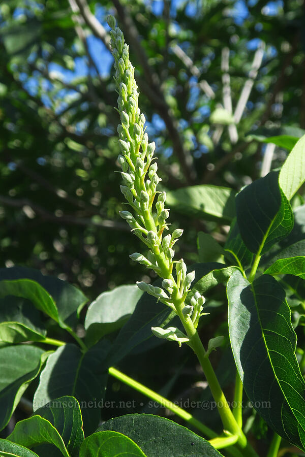 California buckeye, budding (Aesculus californica) [Sacramento River Bend Outstanding Natural Area, Tehama County, California]