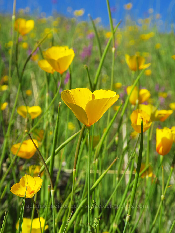 foothill poppies (Eschscholzia caespitosa) [Sacramento River Bend Outstanding Natural Area, Tehama County, California]