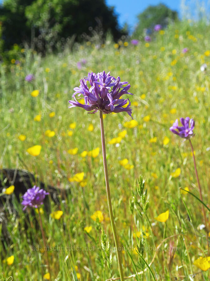 round-tooth ookow (Dichelostemma multiflorum (Brodiaea multiflora)) [Sacramento River Bend Outstanding Natural Area, Tehama County, California]