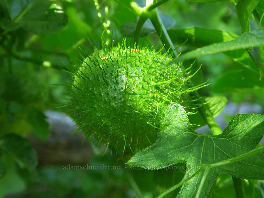 California man-root fruit (wild cucumber) (Marah fabacea (Marah fabaceus)) [Sacramento River Bend Outstanding Natural Area, Tehama County, California]