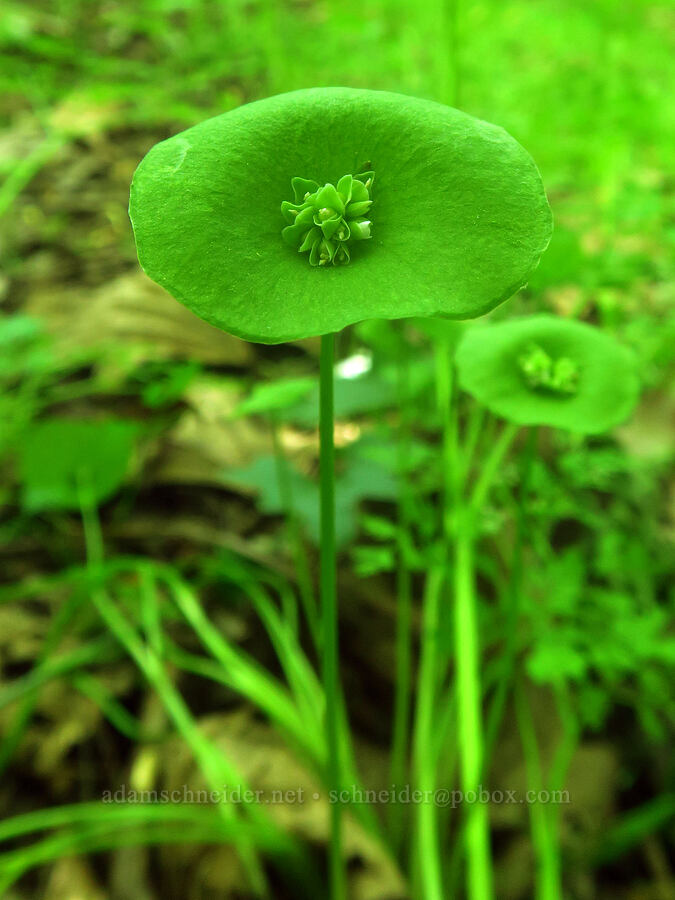 narrow-leaved miner's lettuce (Claytonia parviflora (Montia parviflora)) [Sacramento River Bend Outstanding Natural Area, Tehama County, California]