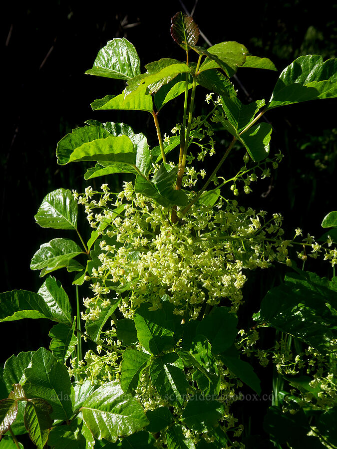 poison-oak (Toxicodendron diversilobum (Rhus diversiloba)) [Sacramento River Bend Outstanding Natural Area, Tehama County, California]