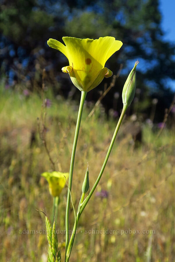 yellow mariposa lily (Calochortus luteus) [Sacramento River Bend Outstanding Natural Area, Tehama County, California]
