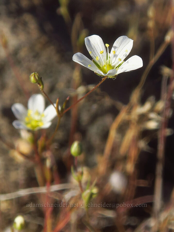 Douglas' stitchwort (Minuartia douglasii (Sabulina douglasii) (Arenaria douglasii)) [Sacramento River Bend Outstanding Natural Area, Tehama County, California]