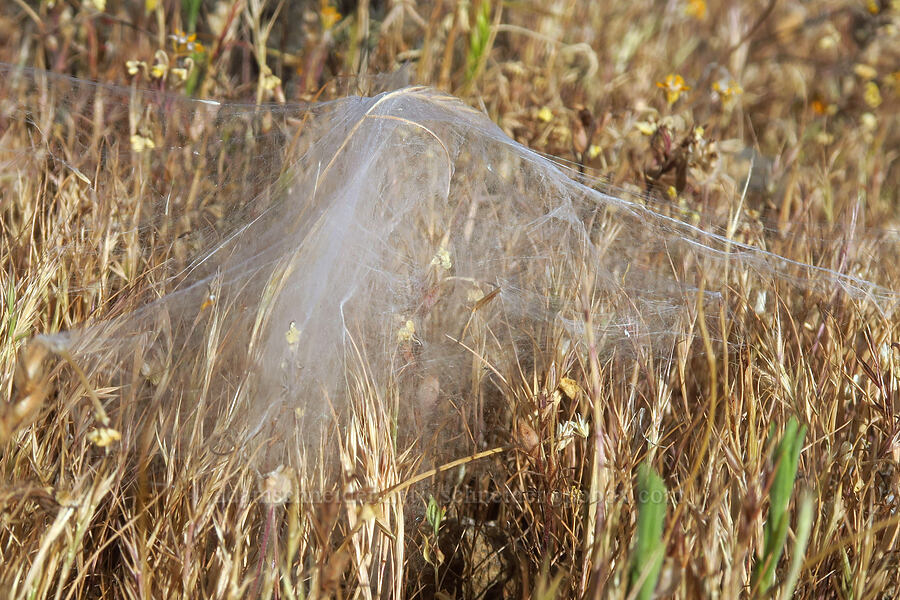 domed spider web in dry grass [Sacramento River Bend Outstanding Natural Area, Tehama County, California]