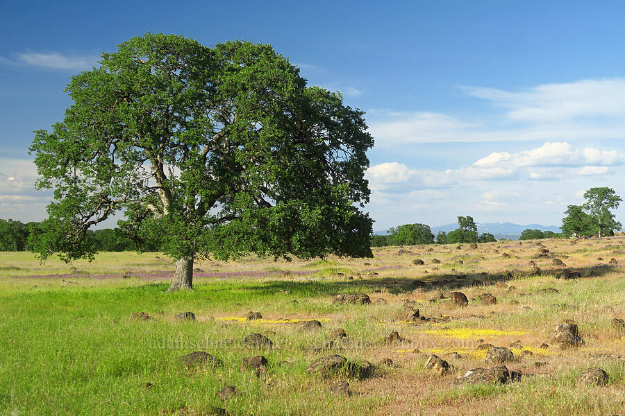 oak tree & wildflowers (Quercus sp.) [Sacramento River Bend Outstanding Natural Area, Tehama County, California]