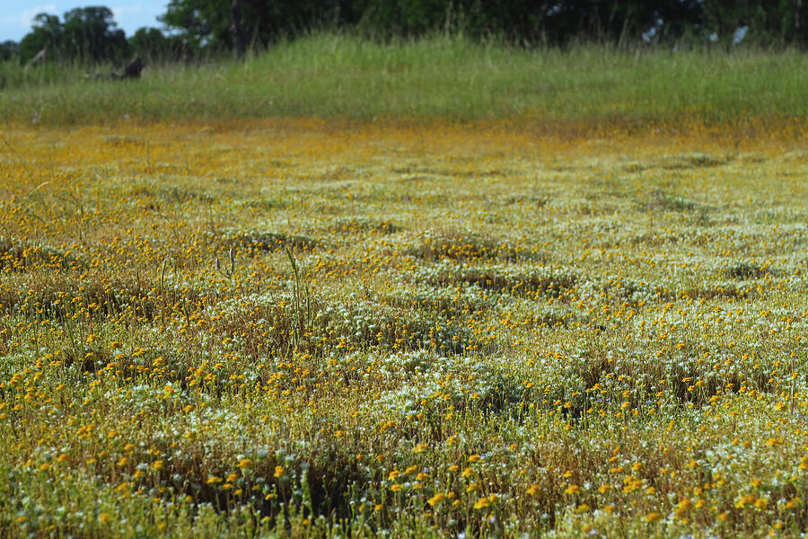 vernal pool wildflowers [Sacramento River Bend Outstanding Natural Area, Tehama County, California]
