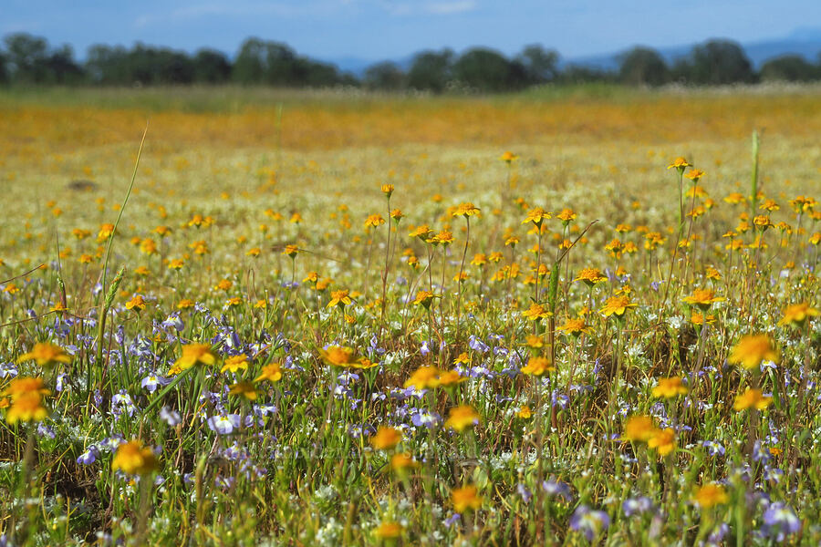 vernal pool wildflowers [Sacramento River Bend Outstanding Natural Area, Tehama County, California]