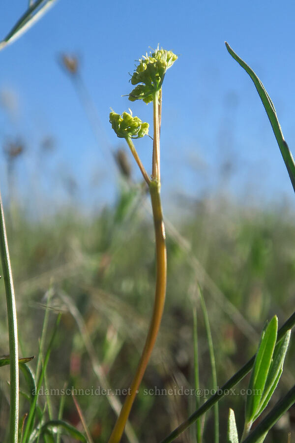 Butte/Hartweg's desert parsley (Lomatium marginatum var. marginatum) [Sacramento River Bend Outstanding Natural Area, Tehama County, California]