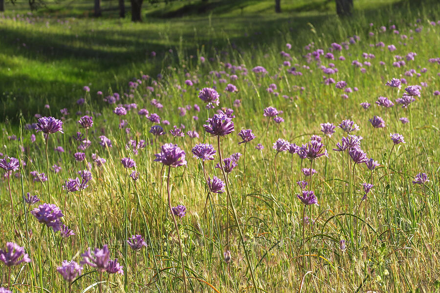 round-tooth ookow (Dichelostemma multiflorum (Brodiaea multiflora)) [Sacramento River Bend Outstanding Natural Area, Tehama County, California]