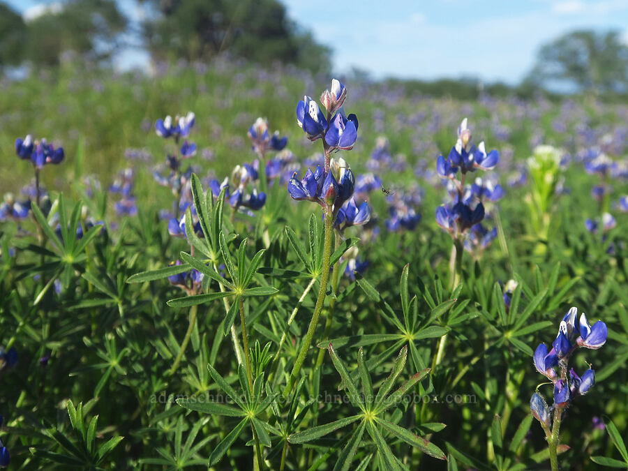 miniature lupines (Lupinus bicolor (Lupinus micranthus var. bicolor)) [Sacramento River Bend Outstanding Natural Area, Tehama County, California]