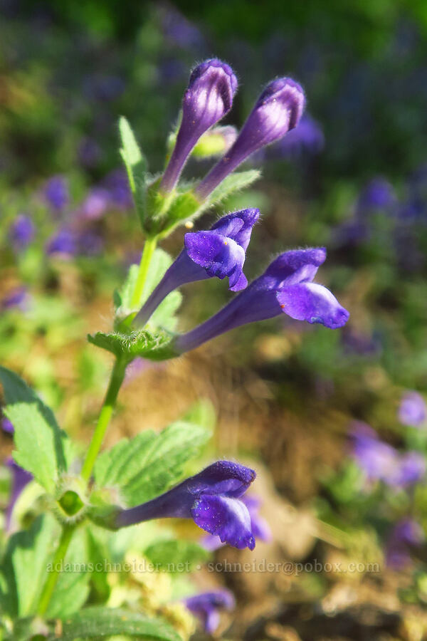 Danny's skullcap (Scutellaria tuberosa) [Sacramento River Bend Outstanding Natural Area, Tehama County, California]