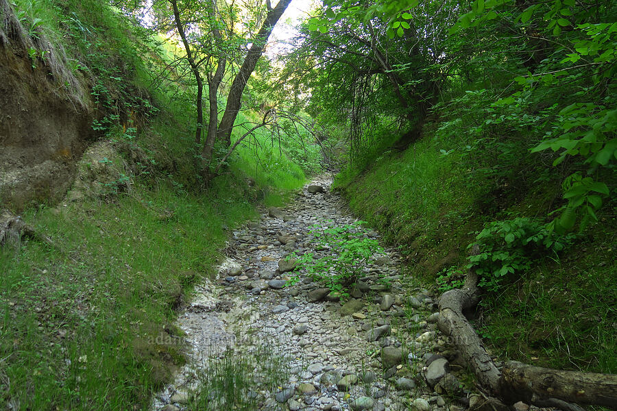 dry but verdant canyon [Sacramento River Bend Outstanding Natural Area, Tehama County, California]
