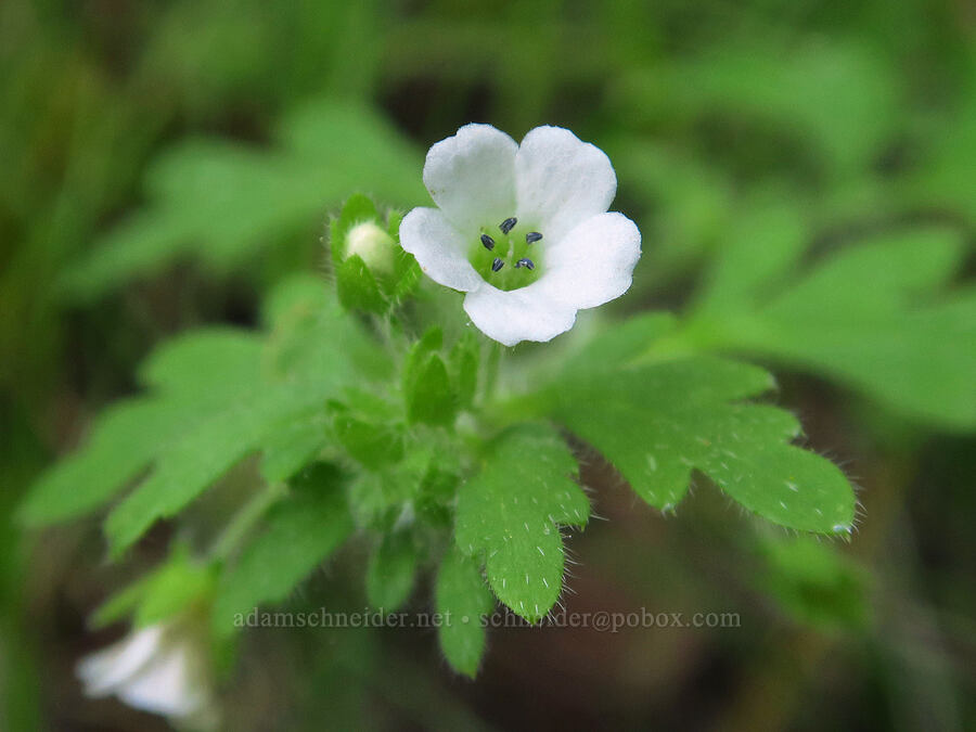 variable-leaved nemophila (Nemophila heterophylla) [Sacramento River Bend Outstanding Natural Area, Tehama County, California]