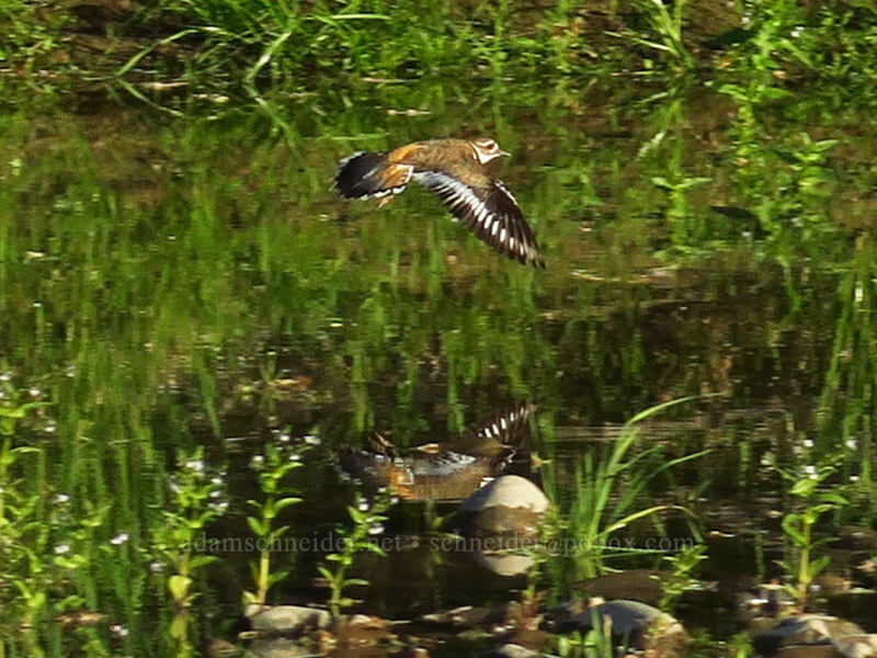 killdeer (Charadrius vociferus) [Sacramento River Bend Outstanding Natural Area, Tehama County, California]