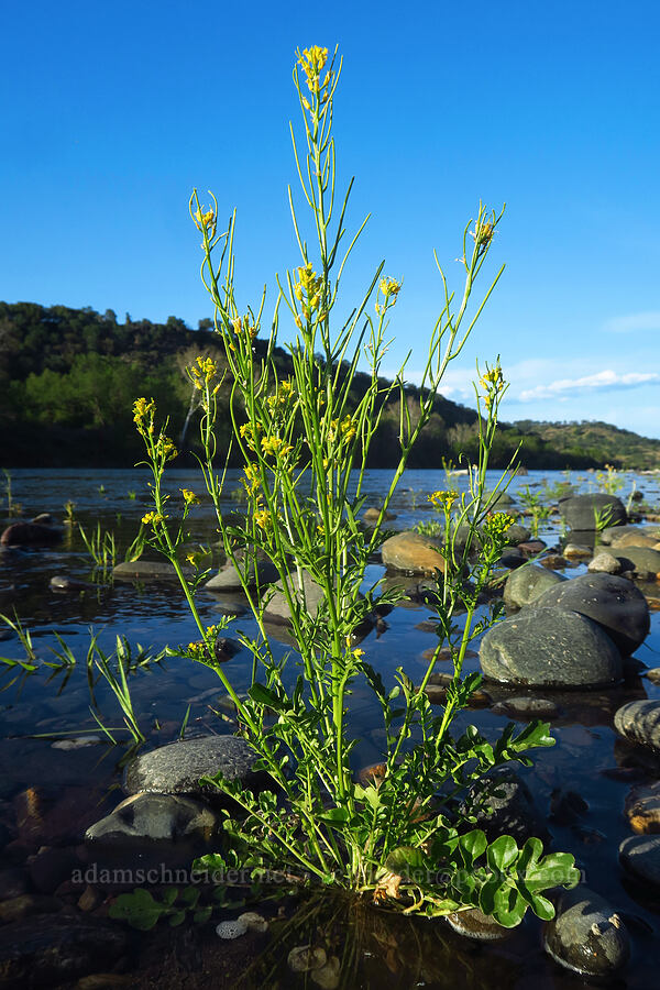 winter-cress (Barbarea sp.) [Sacramento River Bend Outstanding Natural Area, Tehama County, California]