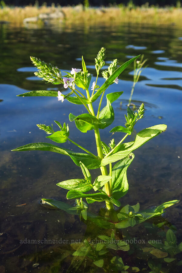 water speedwell (Veronica anagallis-aquatica) [Sacramento River Bend Outstanding Natural Area, Tehama County, California]