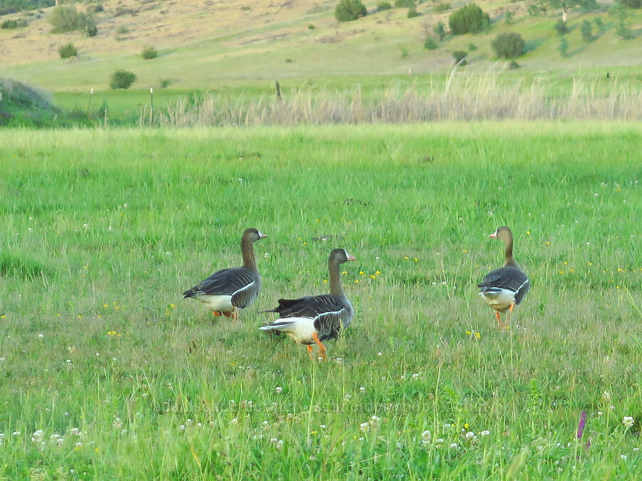 greater white-fronted geese (Anser albifrons) [Jellys Ferry Road, Tehama County, California]