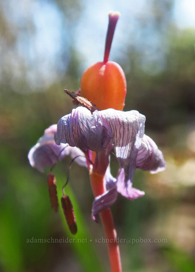 Henderson's fawn lily, going to seed (Erythronium hendersonii) [Upper Table Rock Trail, Jackson County, Oregon]