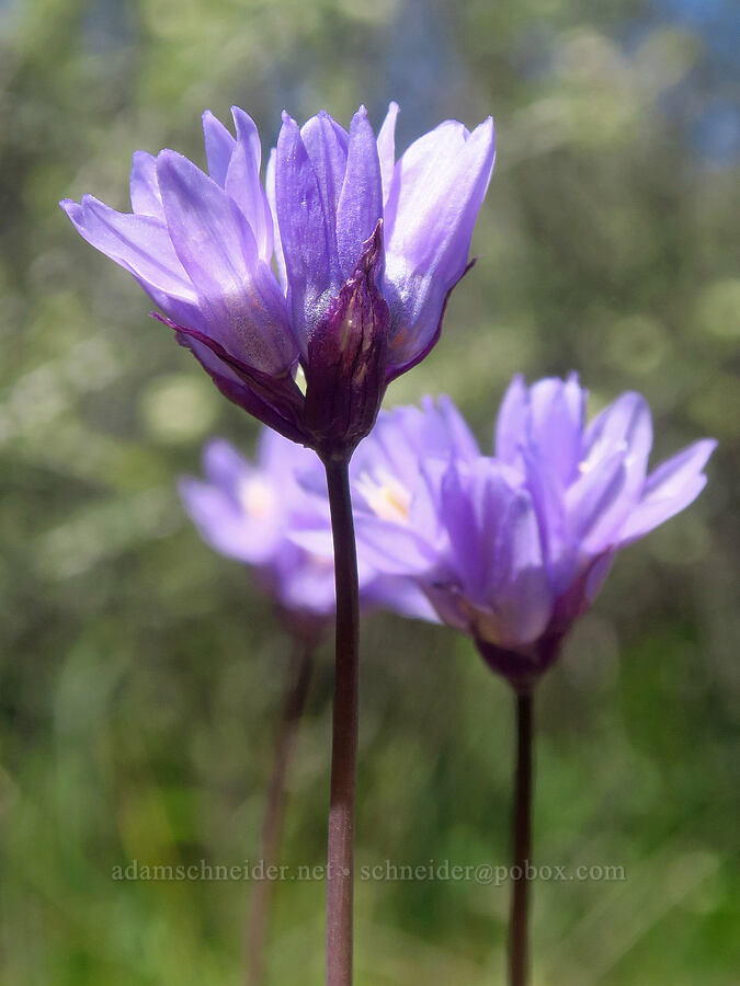 blue dicks (Dipterostemon capitatus (Dichelostemma capitatum)) [Upper Table Rock Trail, Jackson County, Oregon]