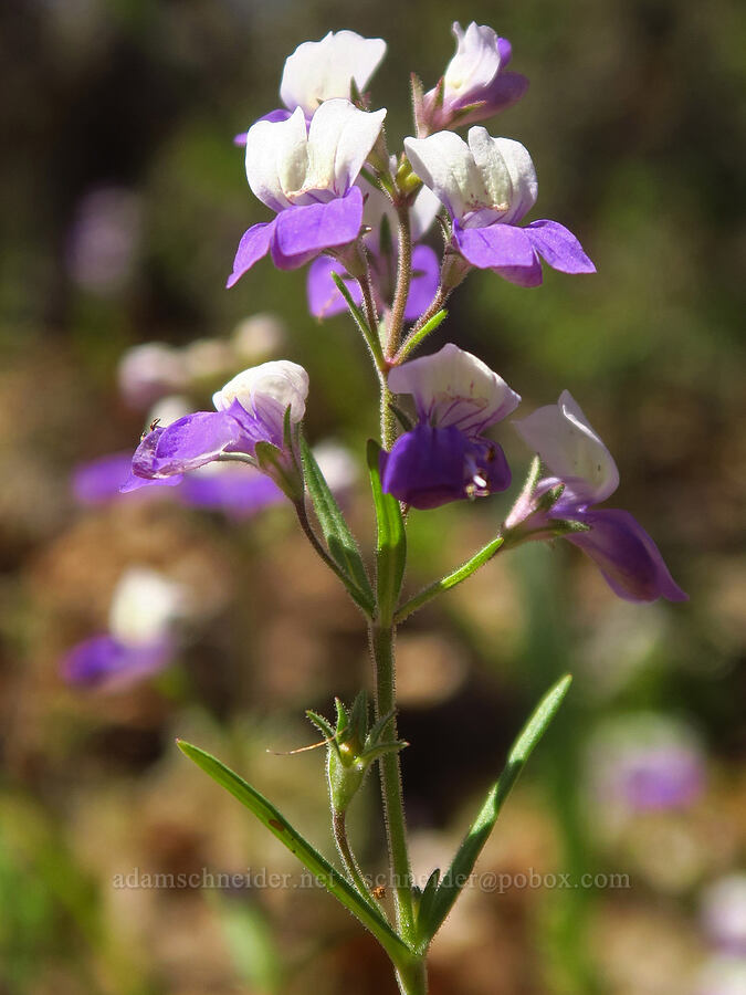 narrow-leaf blue-eyed-Mary (Collinsia linearis (Collinsia rattanii var. linearis)) [Upper Table Rock Trail, Jackson County, Oregon]