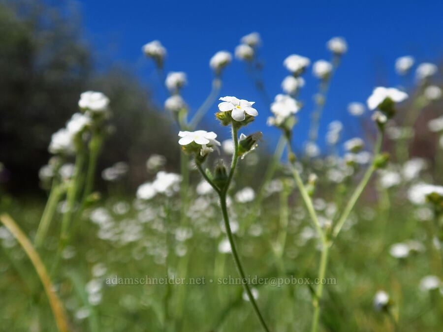 rusty popcorn flower (Plagiobothrys nothofulvus) [Upper Table Rock Trail, Jackson County, Oregon]