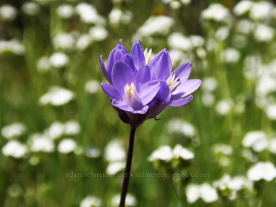 blue dicks (Dipterostemon capitatus (Dichelostemma capitatum)) [Upper Table Rock Trail, Jackson County, Oregon]
