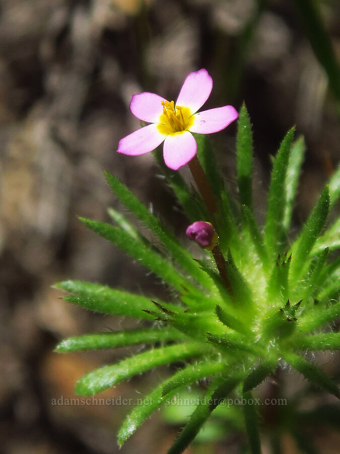 baby stars (Leptosiphon bicolor (Linanthus bicolor)) [Upper Table Rock Trail, Jackson County, Oregon]