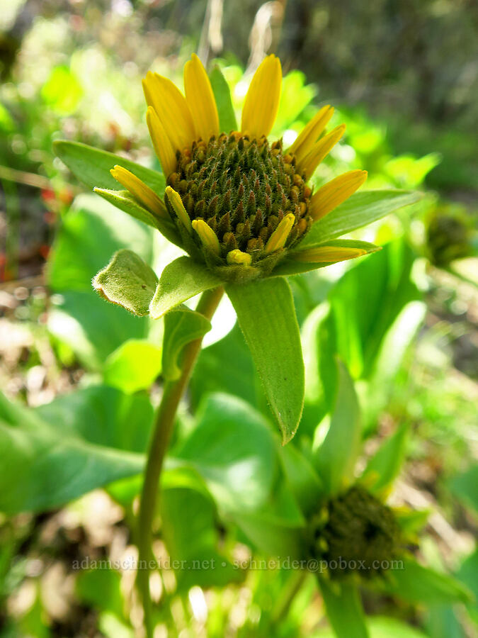 balsamrot (Balsamorhiza deltoidea) [Upper Table Rock Trail, Jackson County, Oregon]