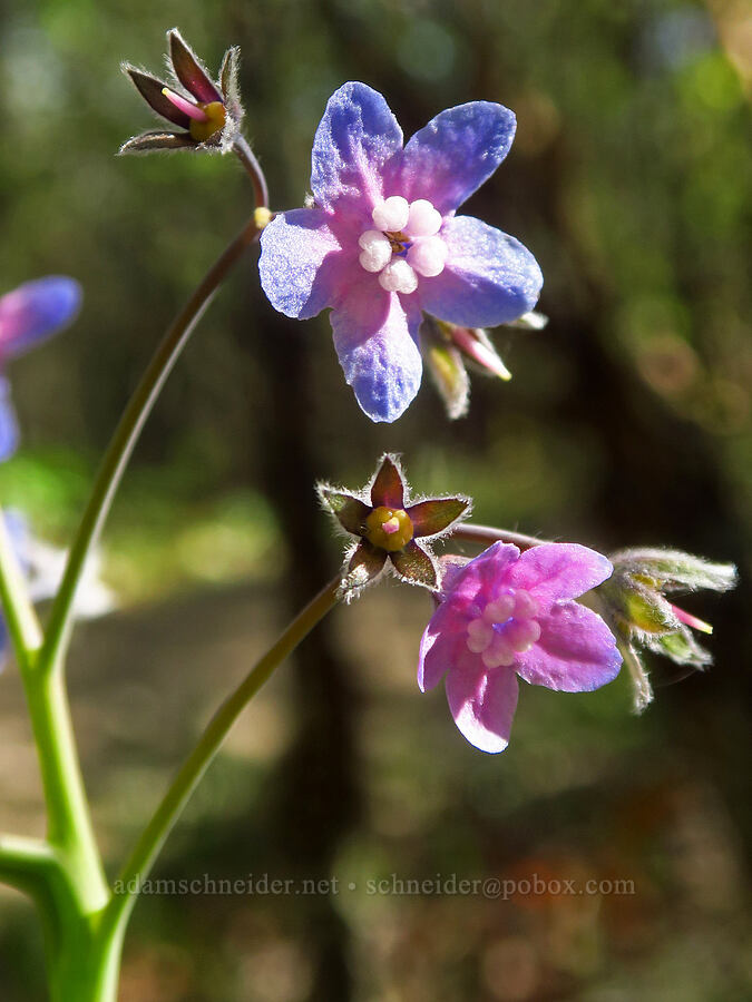 Pacific hound's-tongue (Adelinia grandis (Cynoglossum grande)) [Upper Table Rock Trail, Jackson County, Oregon]