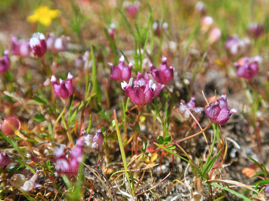 cow-bag clover (Trifolium depauperatum) [Upper Table Rock, Jackson County, Oregon]