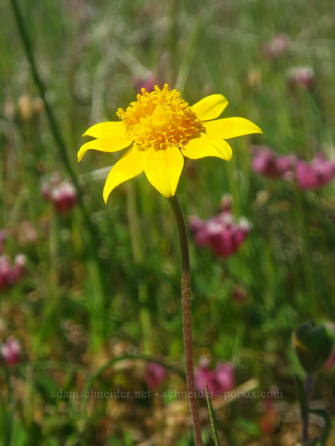 California goldfields & cow-bag clover (Lasthenia californica, Trifolium depauperatum) [Upper Table Rock, Jackson County, Oregon]