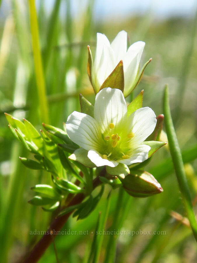 dwarf woolly meadow-foam (Limnanthes floccosa ssp. pumila (Limnanthes pumila)) [Upper Table Rock, Jackson County, Oregon]