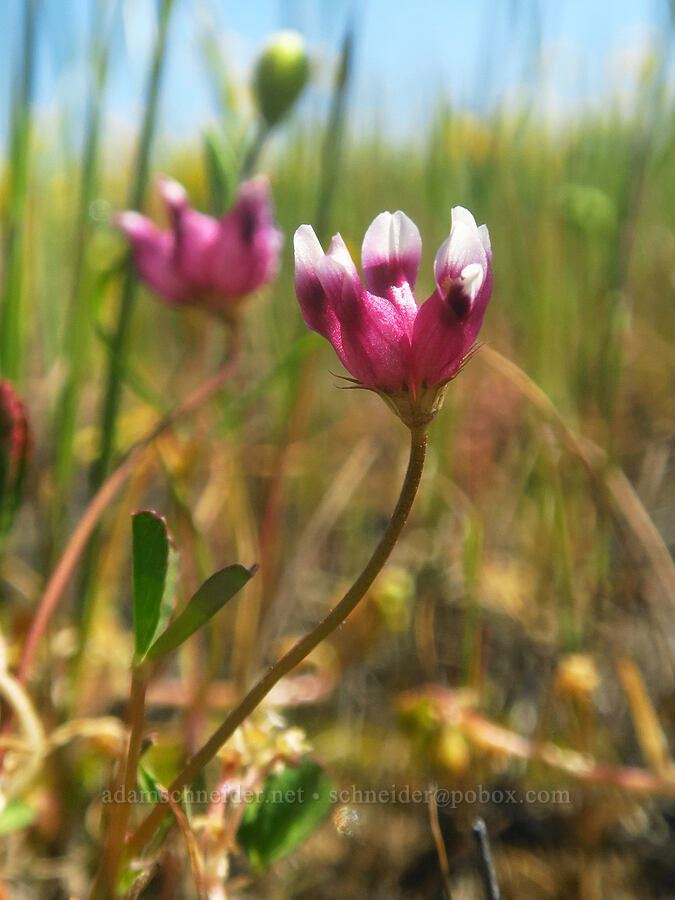 cow-bag clover (Trifolium depauperatum) [Upper Table Rock, Jackson County, Oregon]