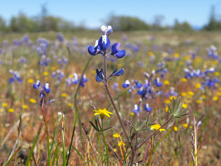 miniature lupines & goldfields (Lupinus bicolor (Lupinus micranthus var. bicolor), Lasthenia californica) [Upper Table Rock, Jackson County, Oregon]