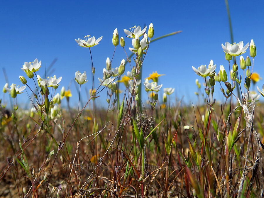 California sandwort (Minuartia californica (Sabulina californica)) [Upper Table Rock, Jackson County, Oregon]