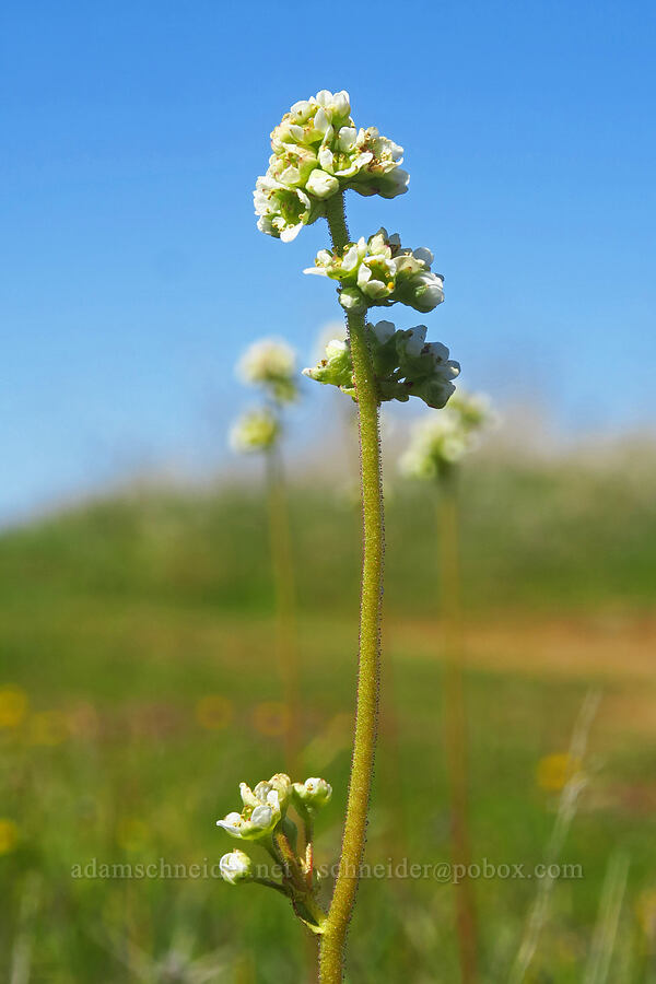 whole-leaf saxifrage (Micranthes integrifolia (Saxifraga integrifolia)) [Upper Table Rock, Jackson County, Oregon]