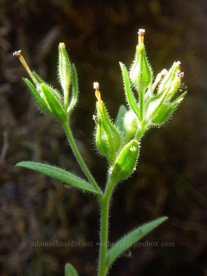 sticky blue-eyed-Mary, going to seed (Collinsia rattanii) [Upper Table Rock, Jackson County, Oregon]